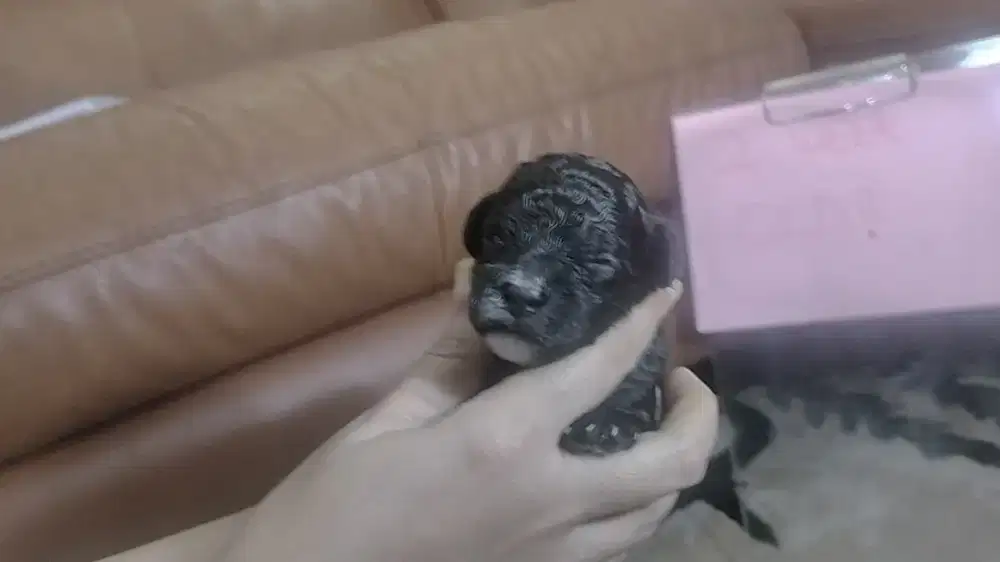 New born poodle puppy on CNY