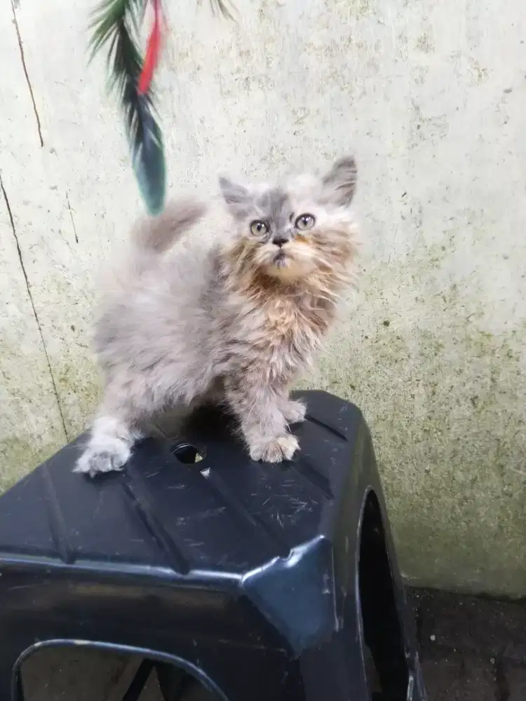 Kucing kitten betina