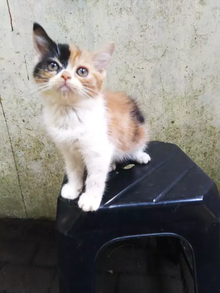 Kucing kitten persia