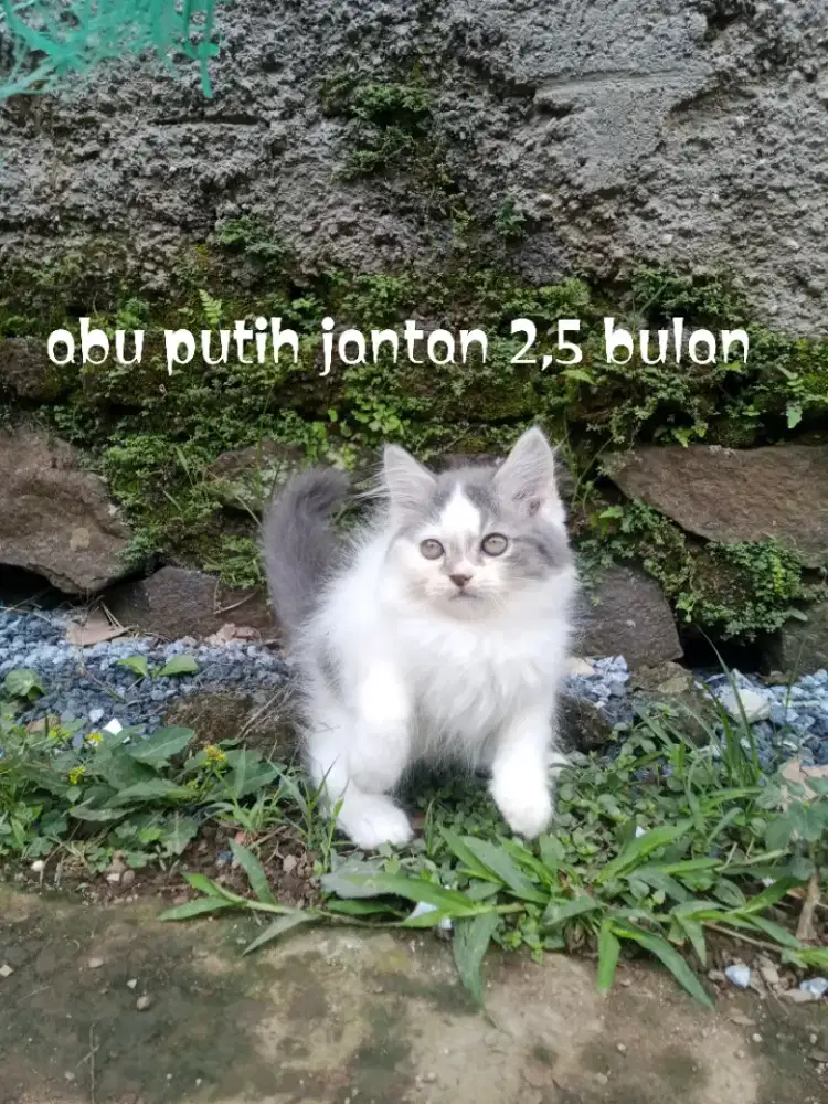 Kucing Persia medium