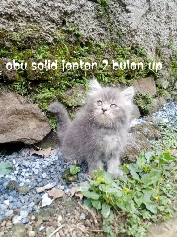 Kucing Persia medium