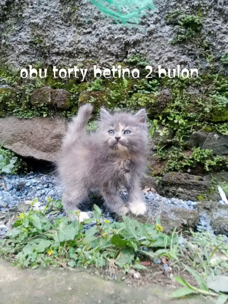 Kucing Persia medium