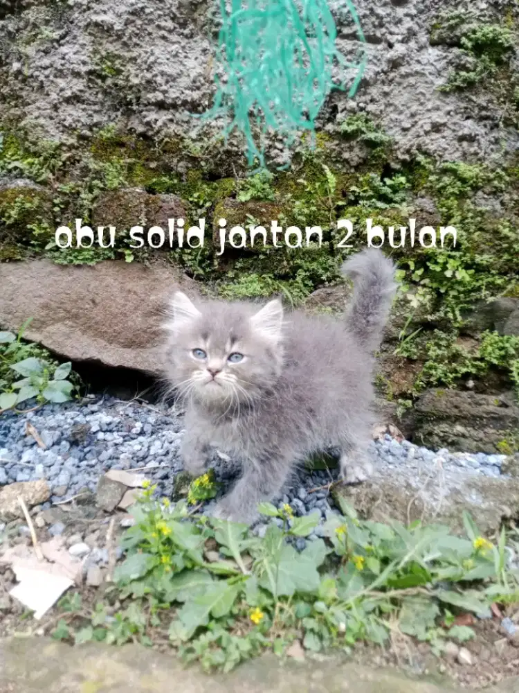 Kucing Persia medium