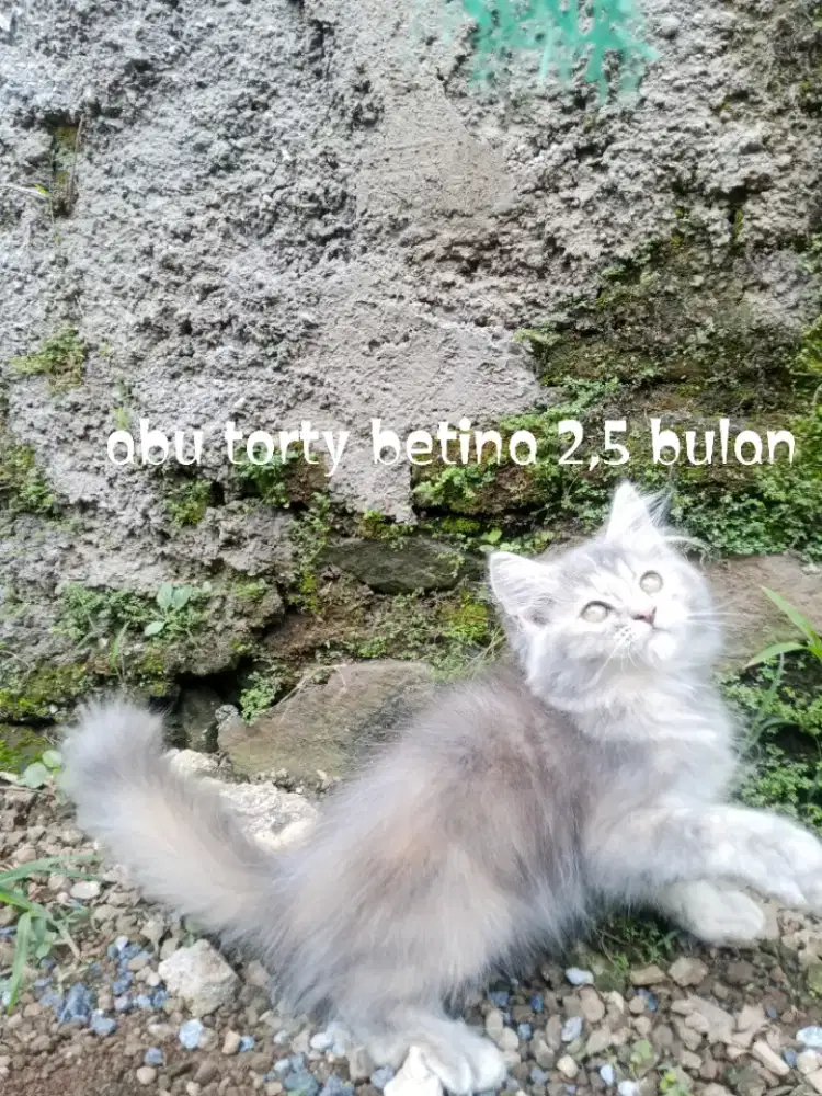 Kucing Persia medium