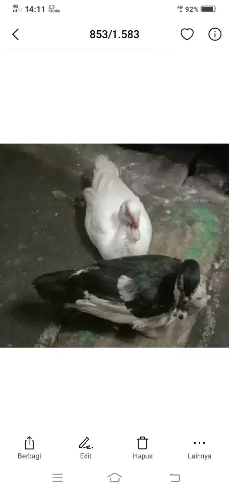 Jual aja nih Entok betina