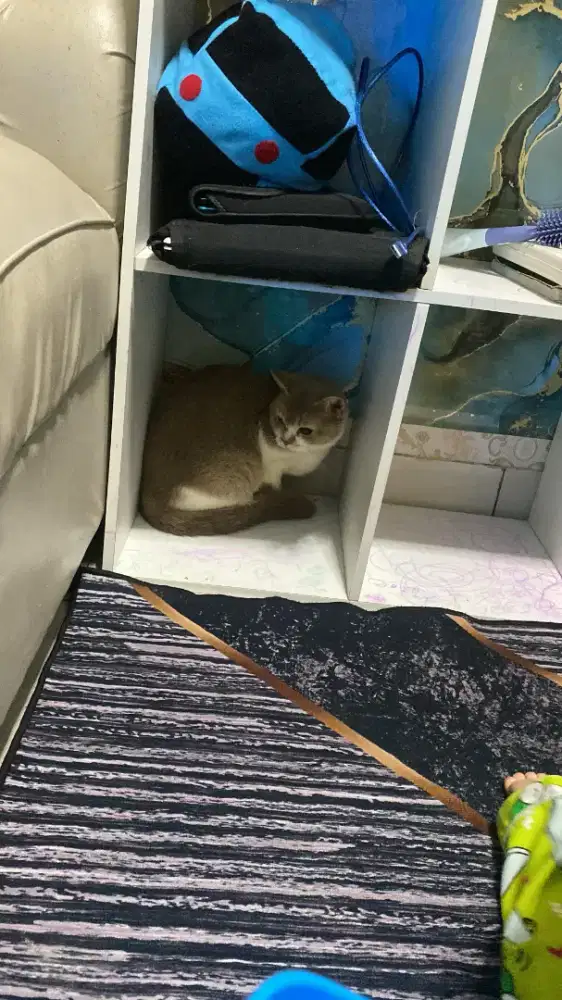 British short hair bico fawn