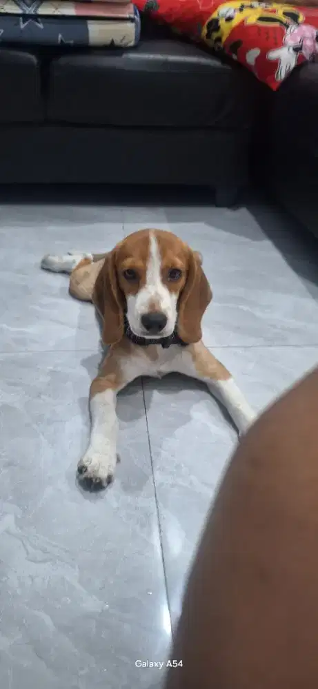 Anjing beagle original perempuan