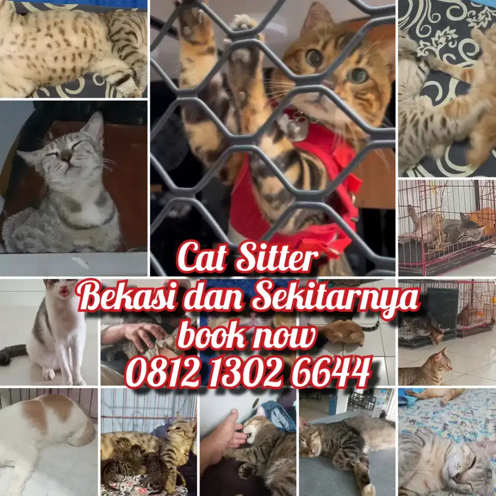 CAT SITTER HOME VISIT AREA BEKASI DAN SEKITARNYA BIAYA MURQH