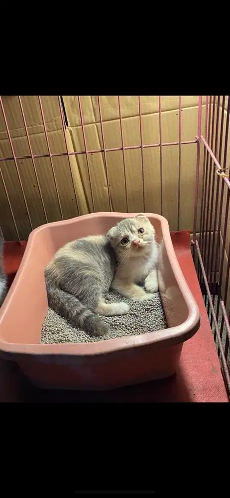 Kitten british sorthair