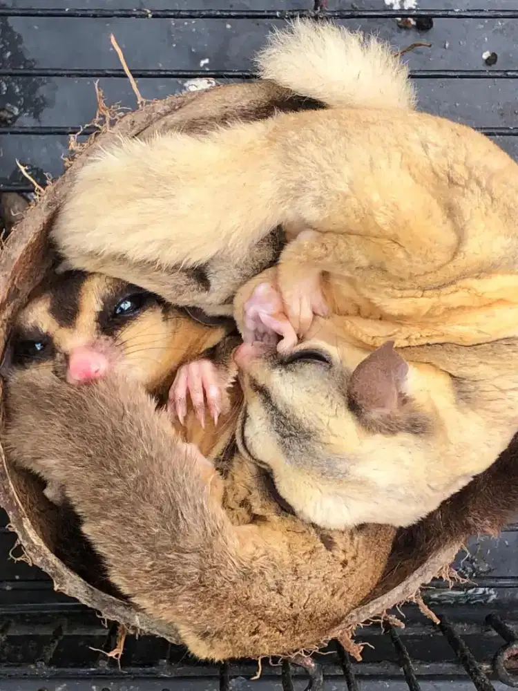 INDUKAN SUGAR GLIDER MOZA SEPASANG