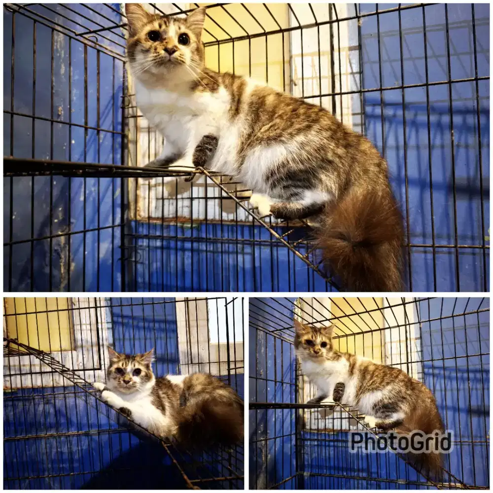 Kucing Persia Mix Mainecoon