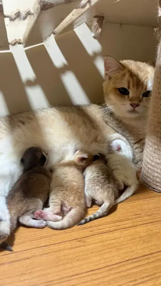 Lepas Adopt BSH Golden & White