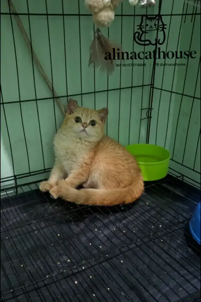 British Shorthair golden