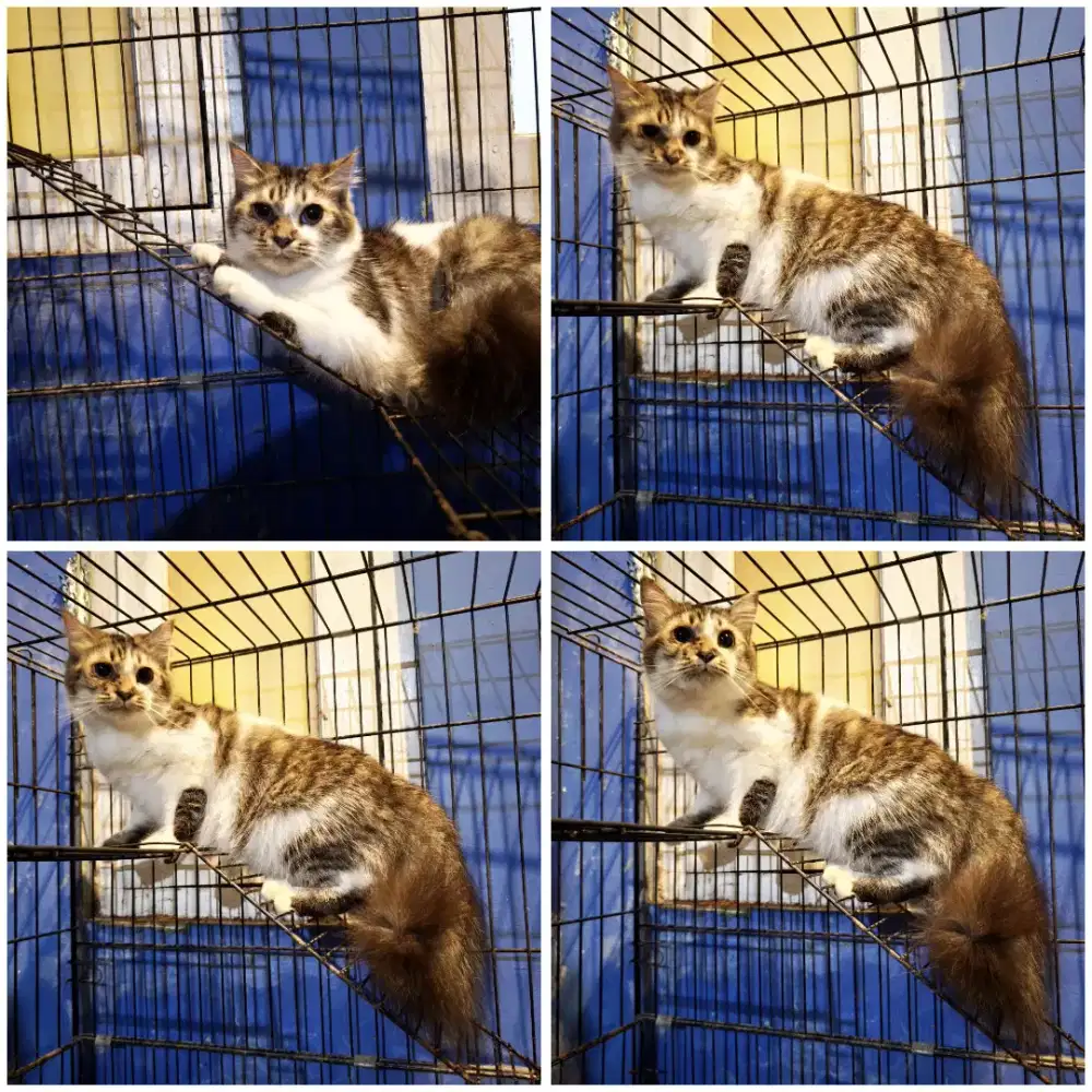 Kucing Persia Mainecoon