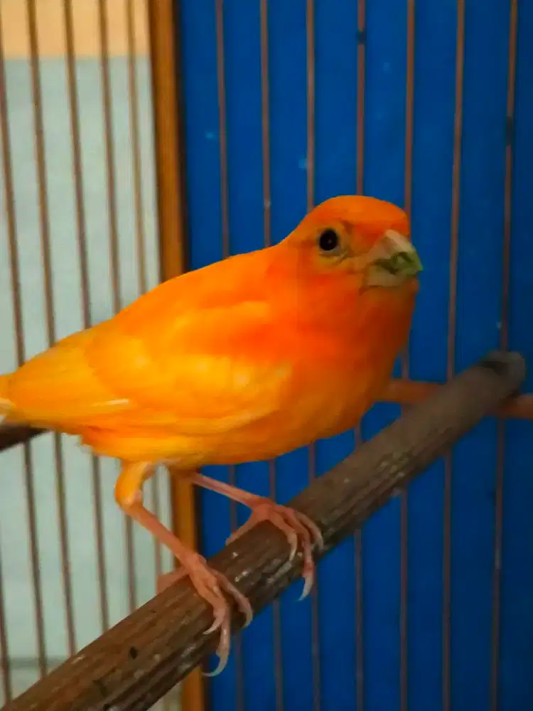 Burung kenari merlok paud/anak jantan