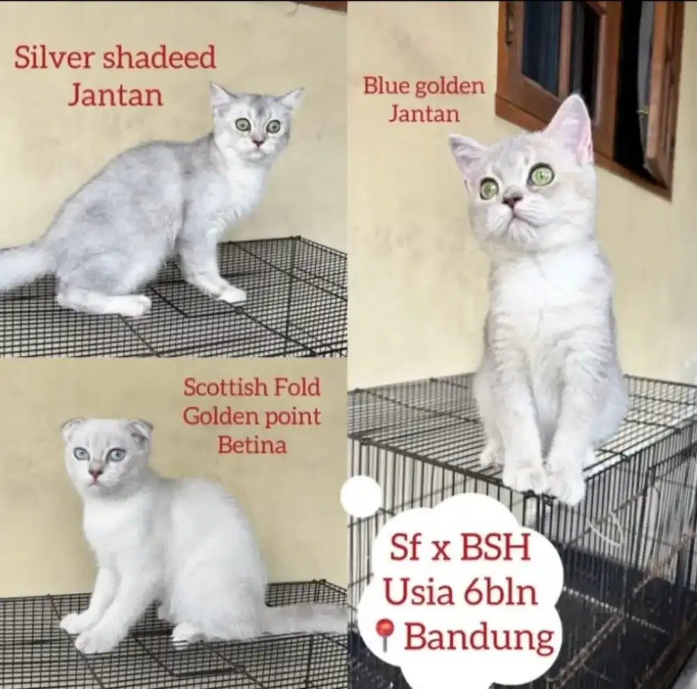 BSH X SCOTIISH FOLD BETINA JANTAN