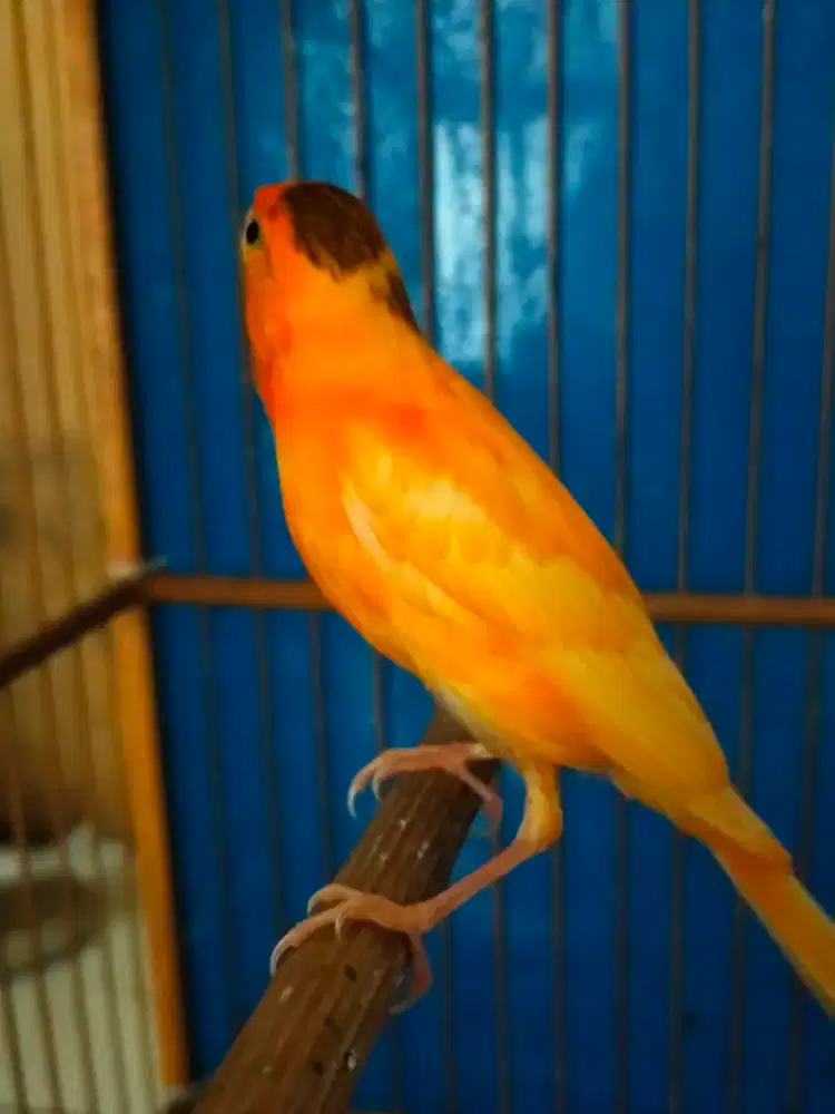 Burung kenari merlok flek paud/anak jantan