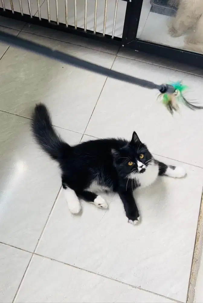 Kitten persia betina bigbone