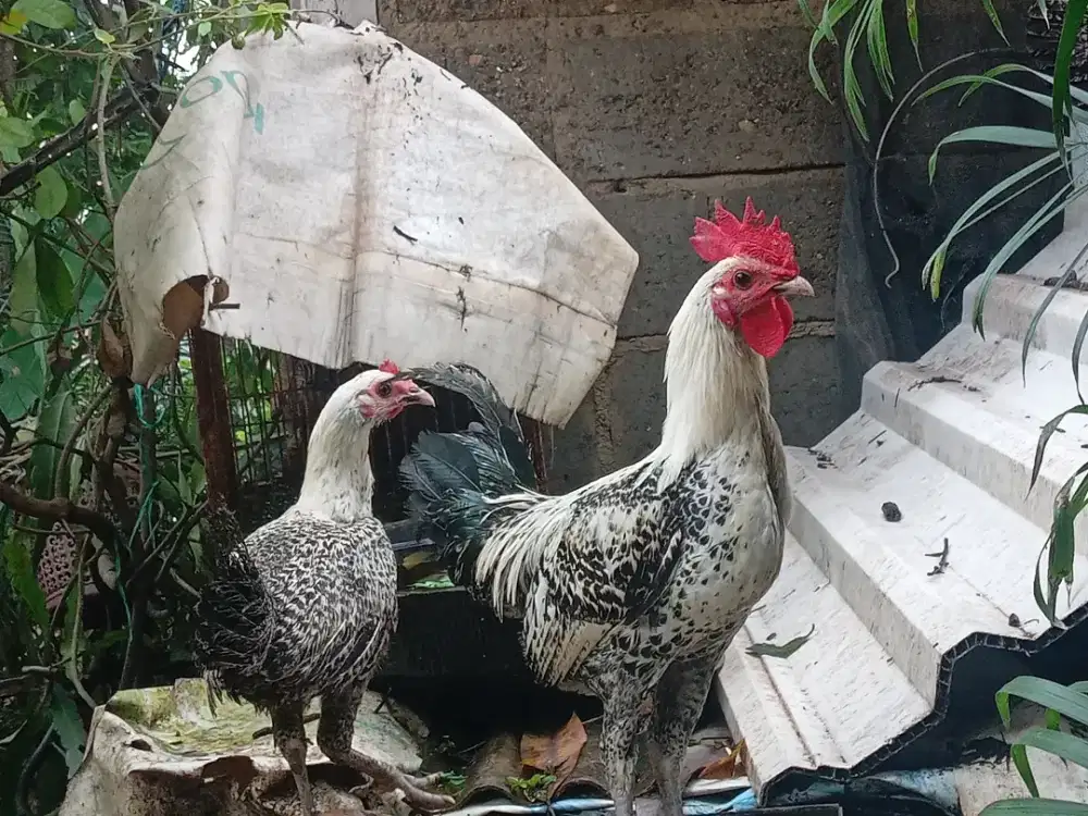 SEPASANG AYAM ARAB DEWASA