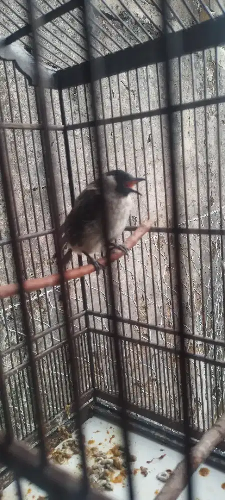 Kutilang Jinak Galak Buka Sayap