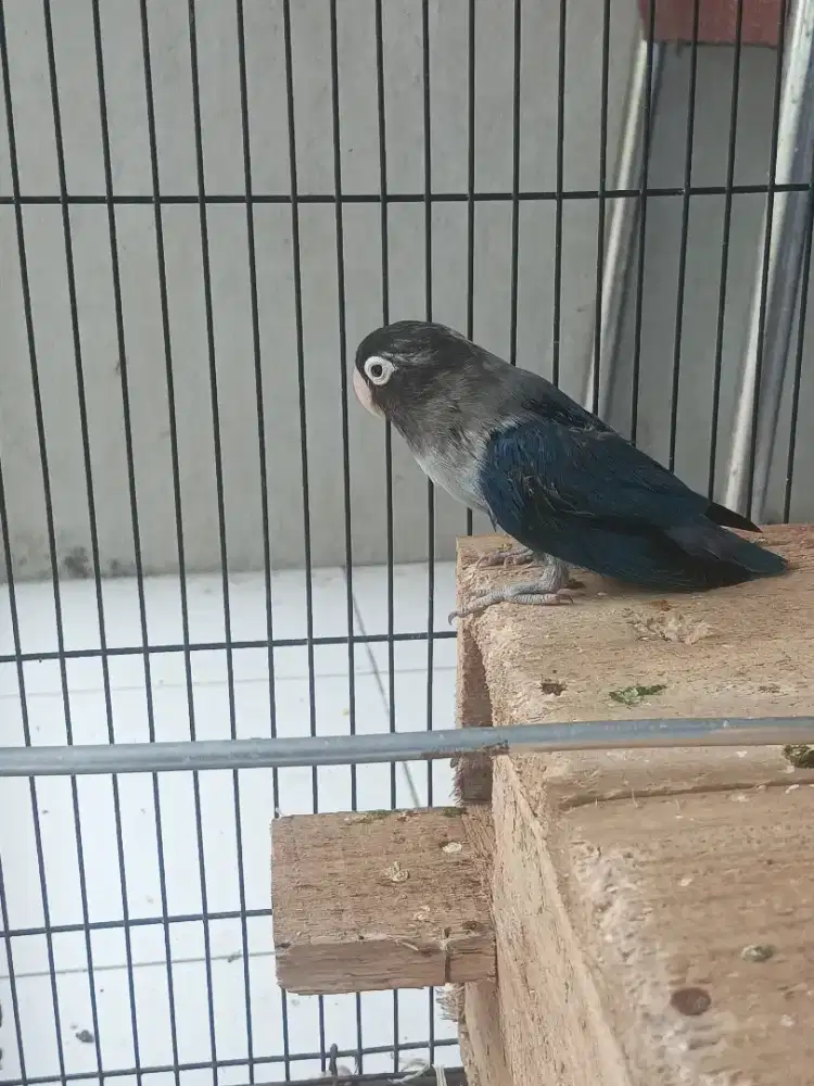 Lovebird mangsi janda