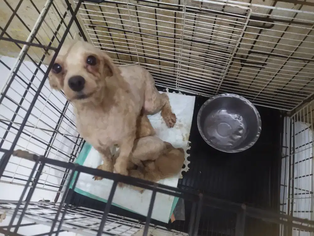 Indukan poodle dan 3 anakan