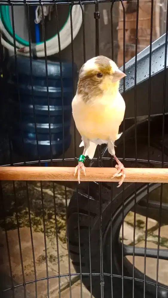 Burung Kenari Betina + paud