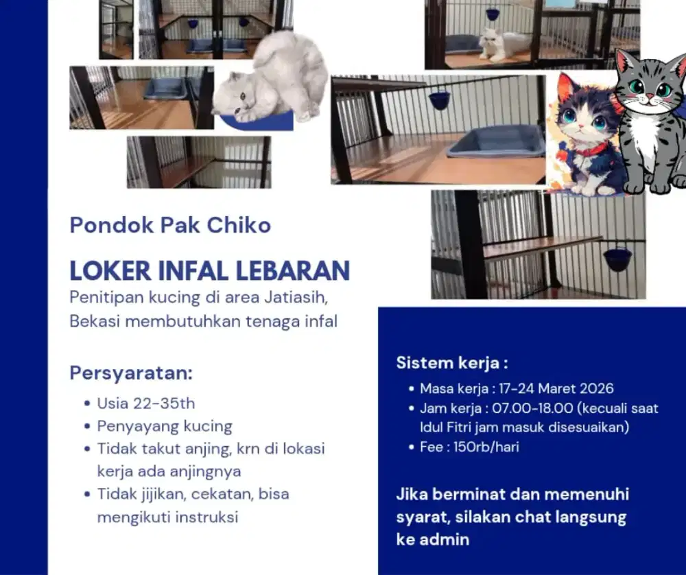 CATSITTER INFAL - JATIASIH