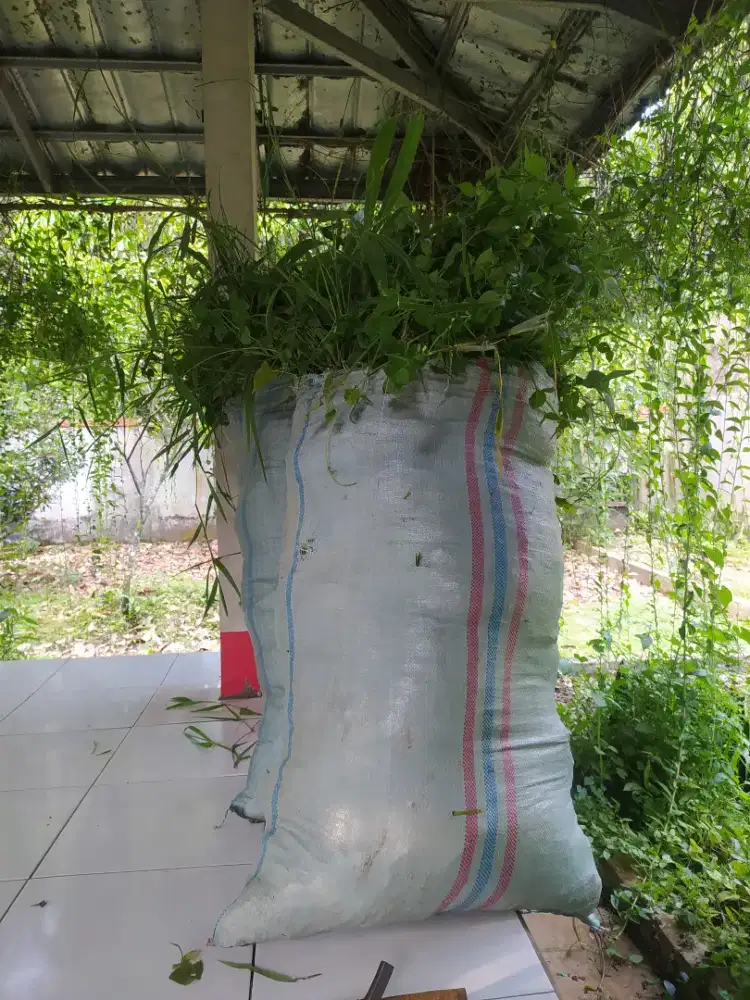 Rumput empan kambing dan kerbau