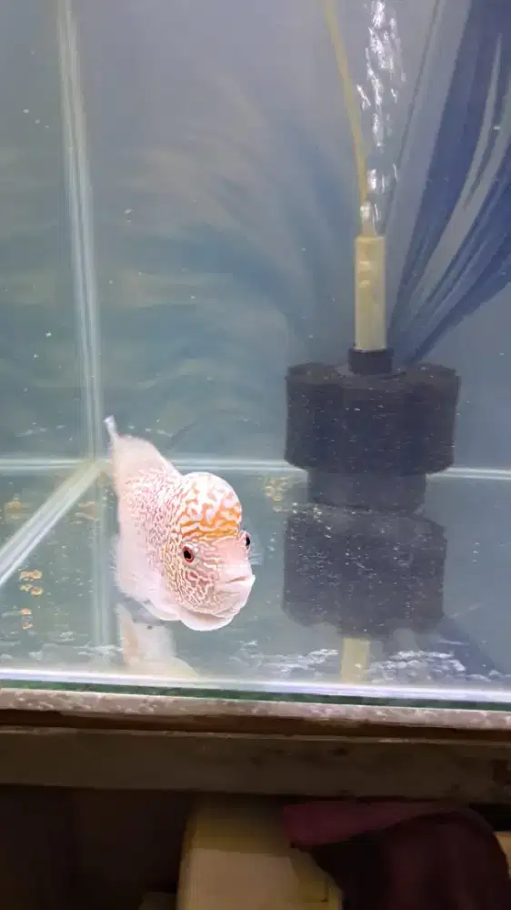 Cencu gb ukuran 15 cm -+