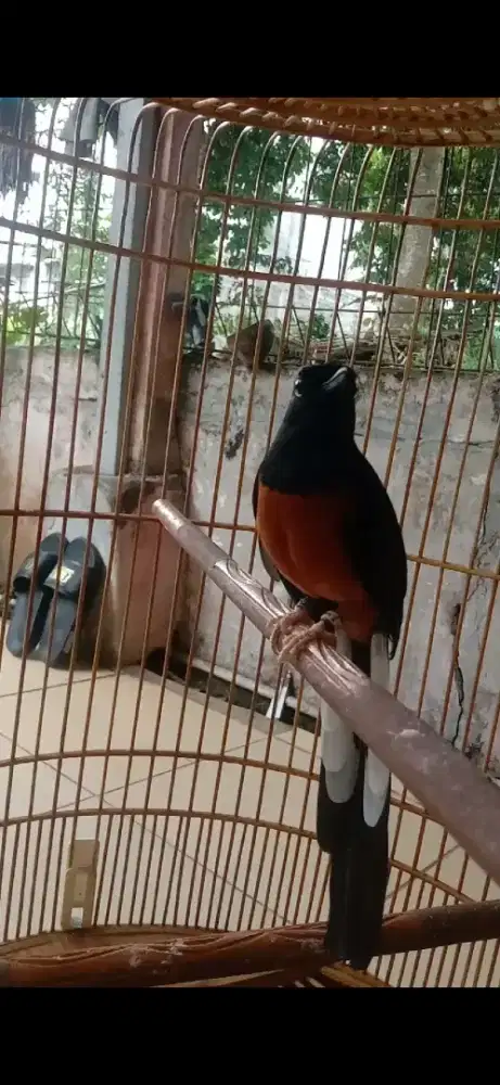 Murai medan asli ring BNR