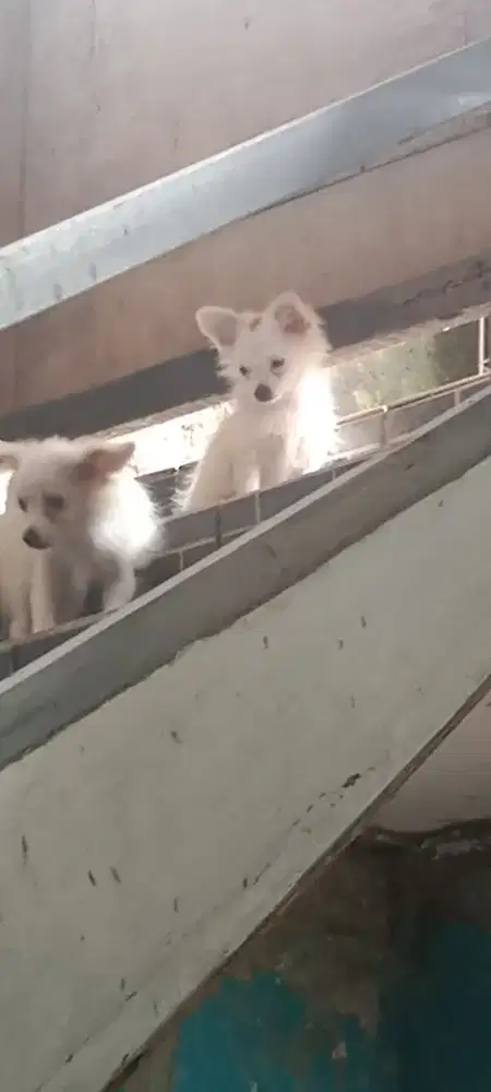 Minipom mix usia 5 bulan