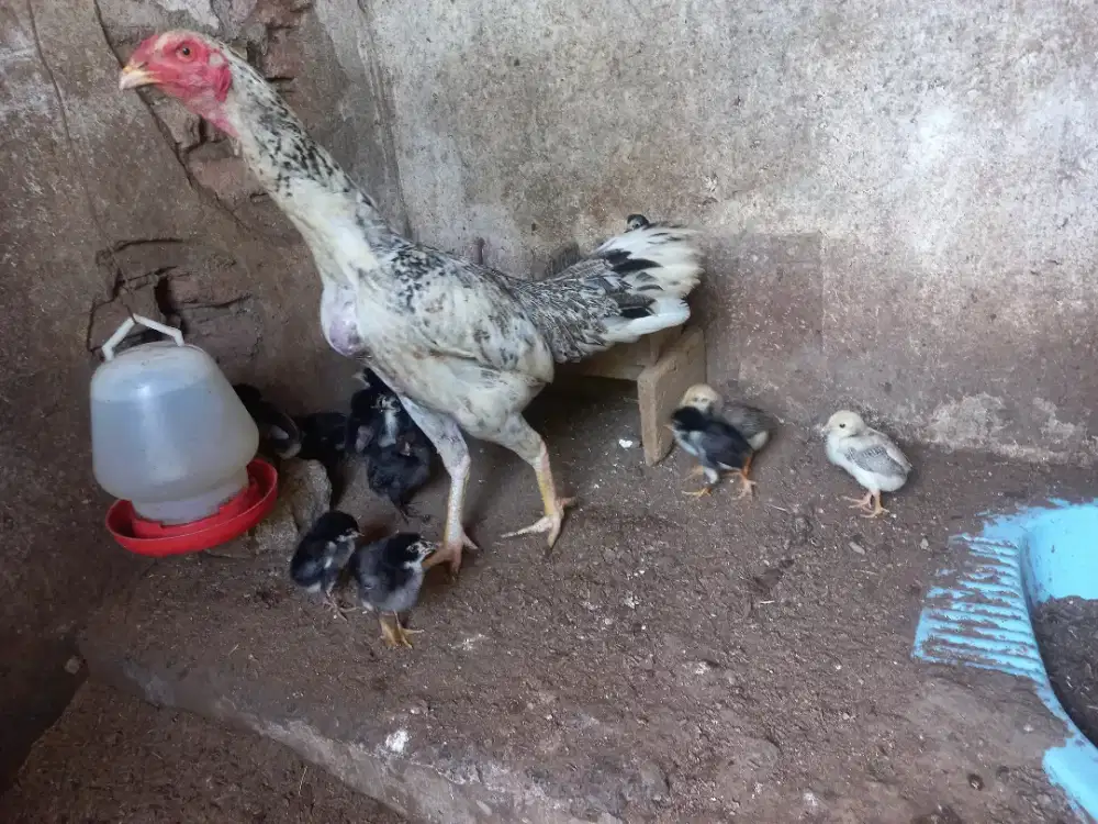 Anak Ayam Pamangon x Pakhoy