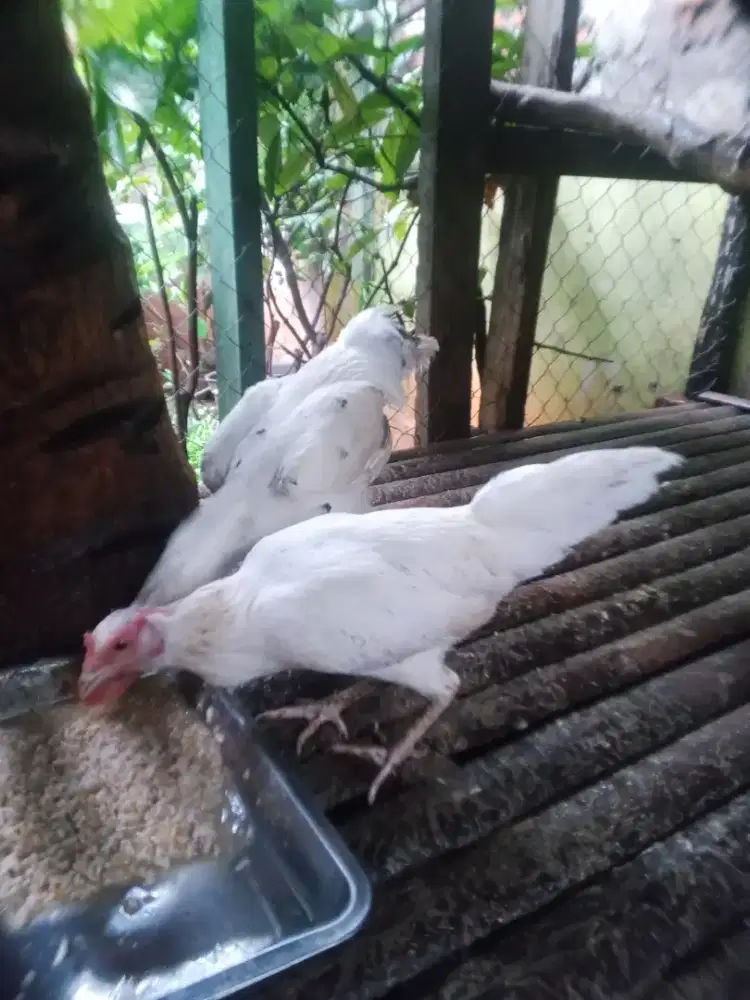 Ayam kampung sepasang + biang Bangkok