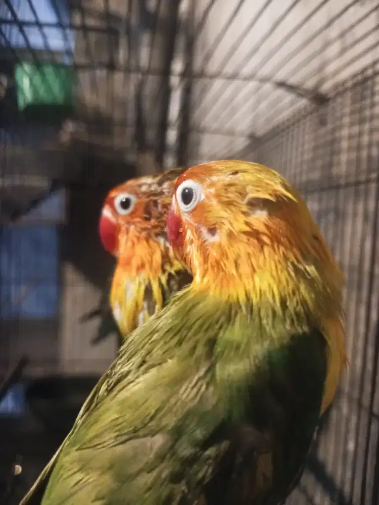 Bahan baby indukan durasi prestasi