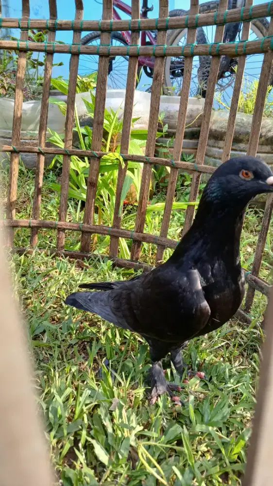 Burung merpati  jantan