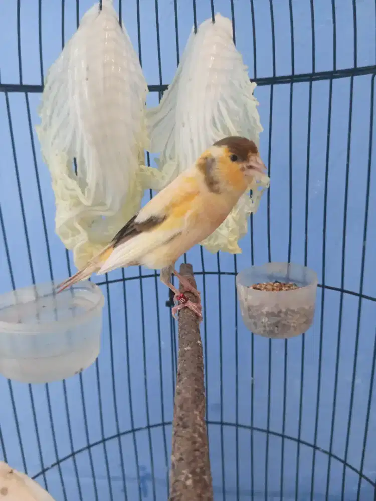 Bahan masteran kenari