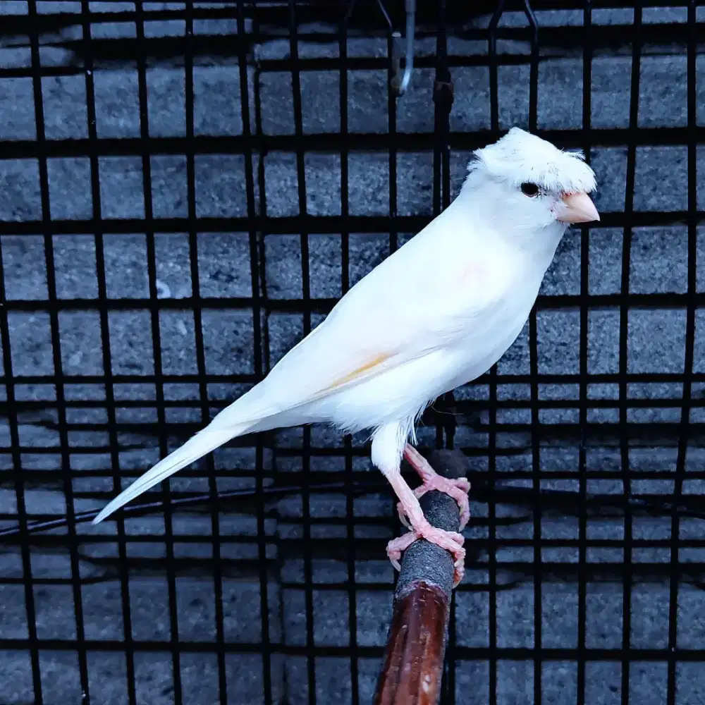 Kenari Jambul/Gloster Putih Spesial Idul Fitri - Jantan Gacor