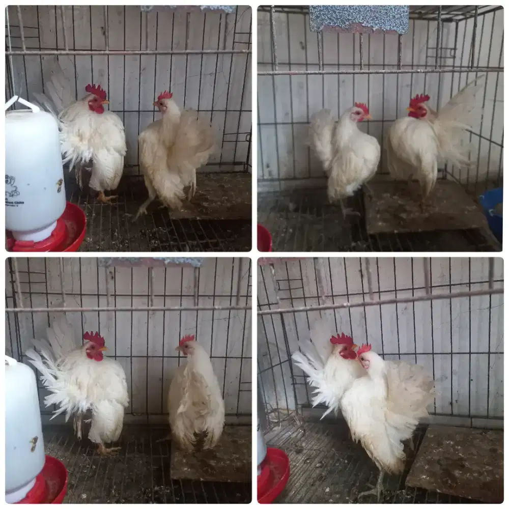 Sepasang ayam serama putih mulus