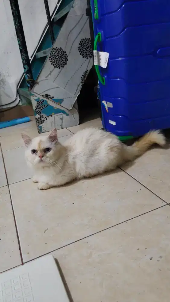 Kucing Muckin jantan