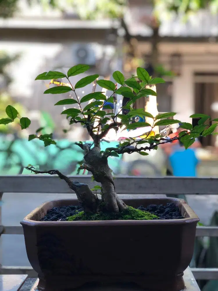 Bonsai anting putri