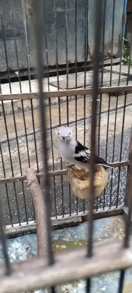 Jual murah burung kapasan rajin bunyi