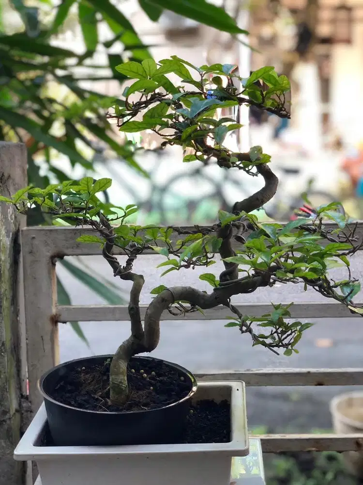 Bonsai Serut siap pajang