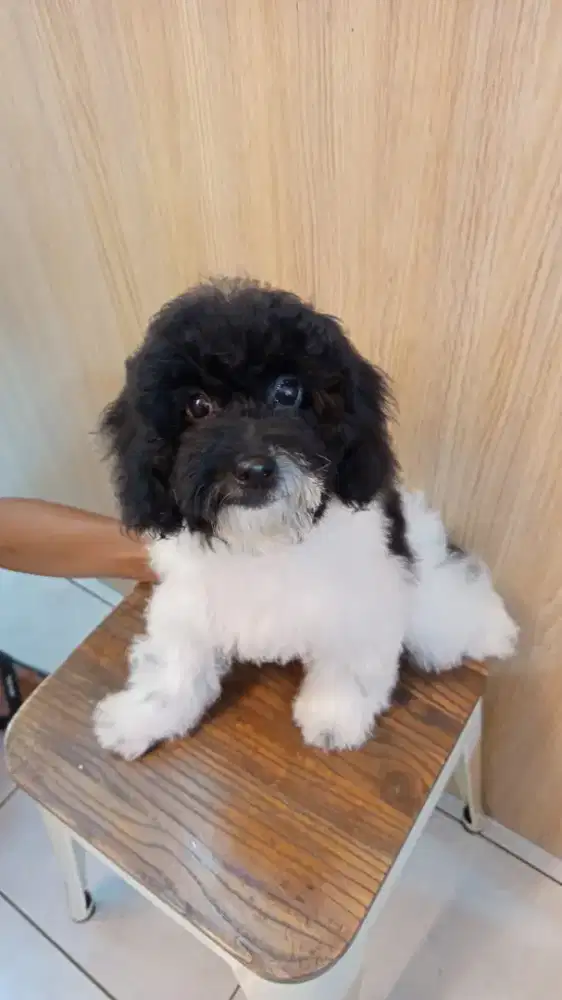 Anjing Dogi ada stambum Poodle parti color