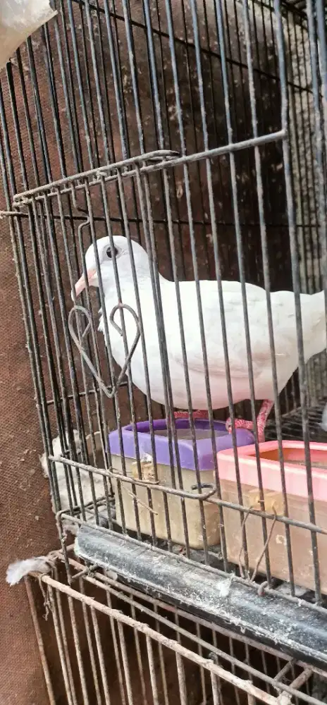 Tekukur derkuku putih