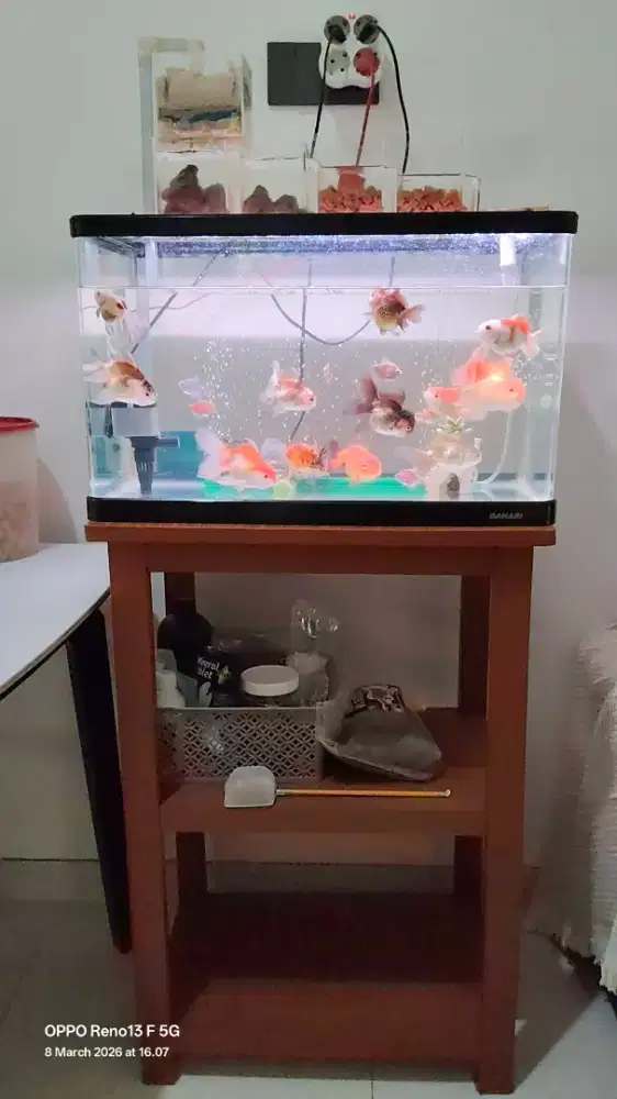 Aquarium bekas siap pakai 60 cm bahari full set + ikan