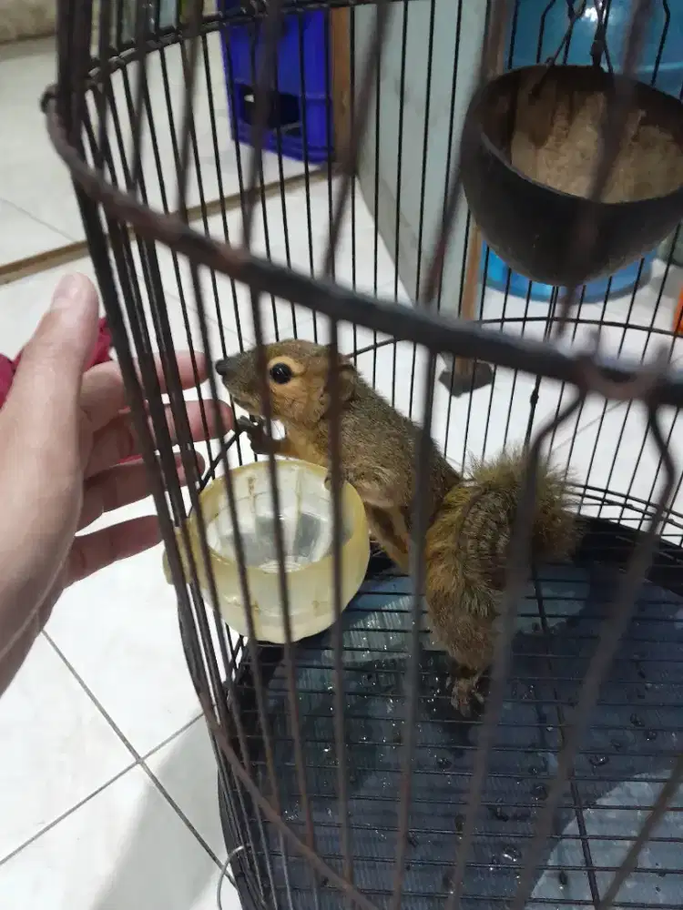 Tupai jantan jinak +kandang