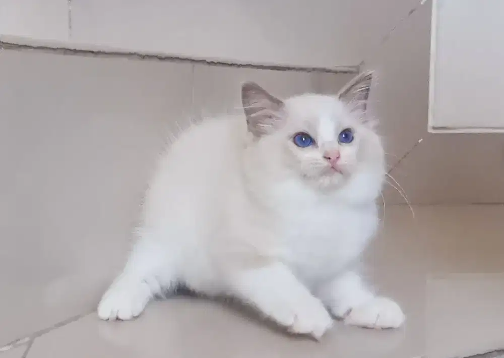 Ragdoll anakan pedigree kitten jantan