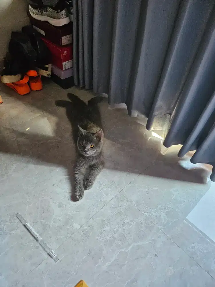 kucing british short hair blue