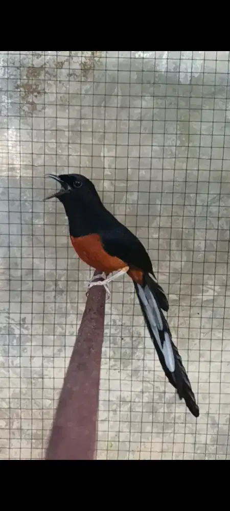 Hutan bodi big gacor volume kenceng isian banyak kasar2